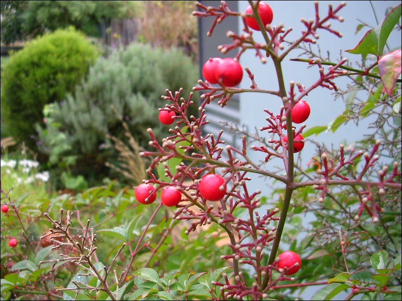 DSCN0923.JPG