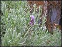 DSCN0919.JPG