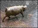 DSCN0993.JPG