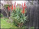 DSCN0959.JPG