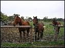 DSCN0971.JPG