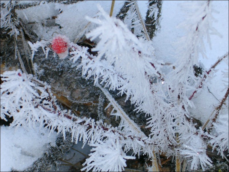 DSCN0177.JPG