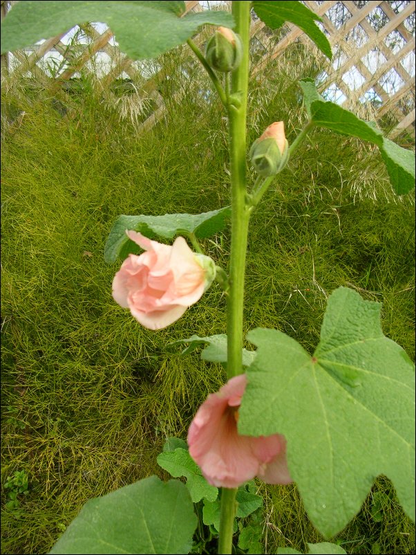 DSCN0921.JPG