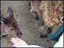 DSCN1053.MOV